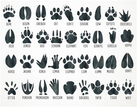 an animal's footprints are shown in black ink on white paper with the words