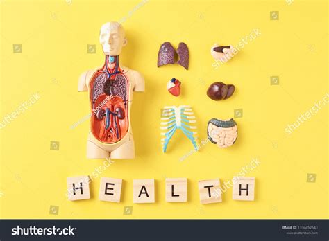 Human anatomy mannequin with internal organs and word HEALTH on yellow background. Medical ...