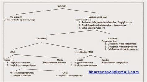 Artanta-Bagus: Skema Sederhana Identifikasi Bakteri Gram Negatif dan Gram Positif