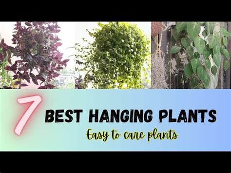 Best Hanging Plants /Easy to care for Plants/ Hardy Plants/ Beginners ...