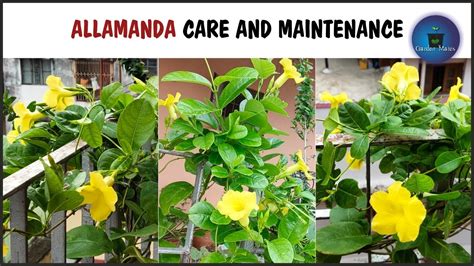 ALLAMANDA PLANT CARE| GROW FROM CUTTINGS - YouTube