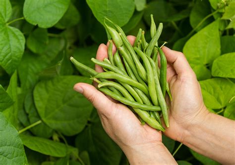 Tendercrop Bush Beans – Learn About Growing Tendercrop Beans