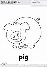 Pig Coloring Page  Super Simple sketch template