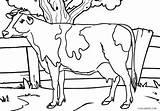 Free Printable Cow Coloring Pages For Kids sketch template