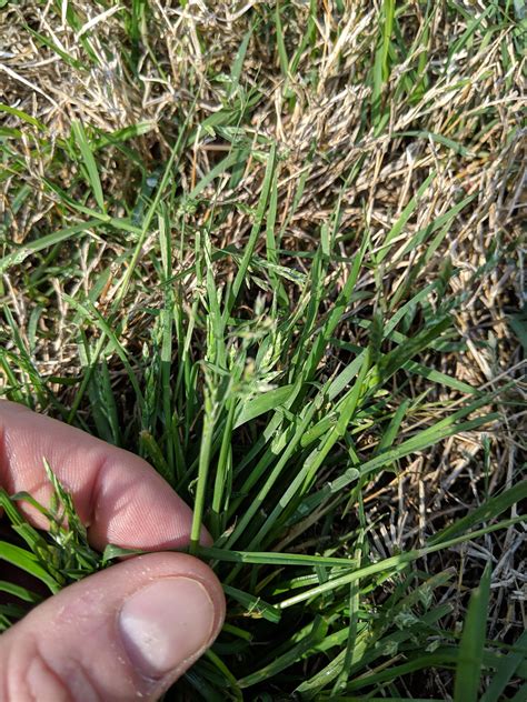 How To Kill Crabgrass In Lawn : Crabgrass is an annual warm season grassy weed and once it takes ...