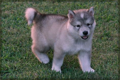 Super Cute Wolf-Dog Puppy - IMG_2904 - PICNIK | Our cutest w… | Flickr