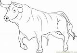 Bull Coloring Pictures Pages sketch template
