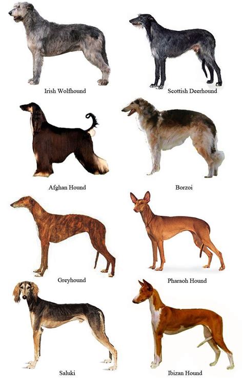 Sighthound ~ Everything You Need to Know with Photos | Videos