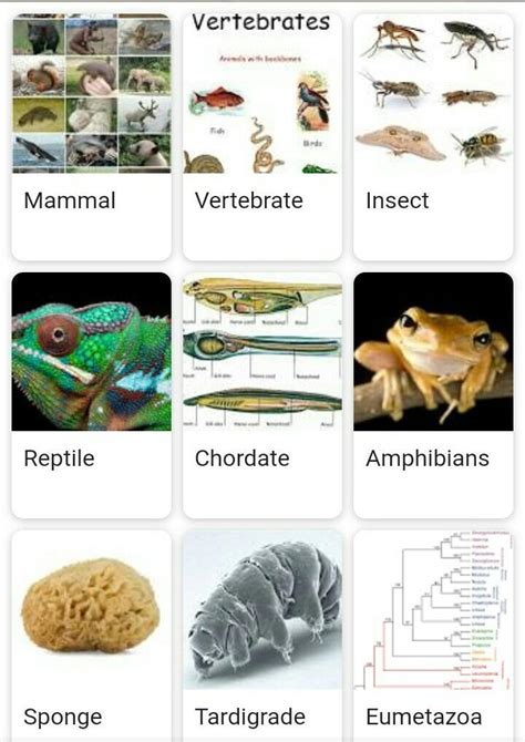 Animalia Examples