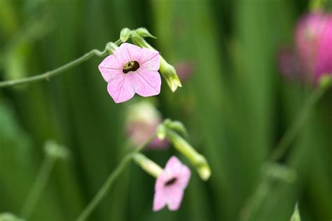 Nicotiana mutabilis - BBC Gardeners World Magazine