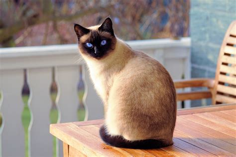 Siamese Cat Free Stock Photo - Public Domain Pictures