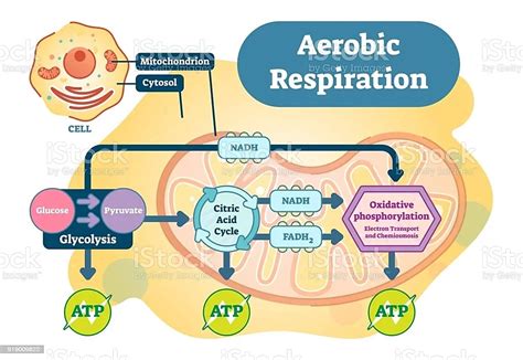 La respiración celular y su importancia