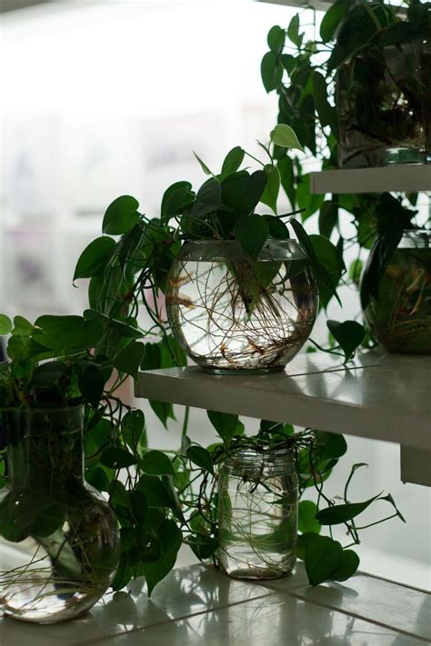 nyc - modulightor apartment 3 | Flickr - Photo Sharing! | Plants in glass bowl, Plants, Plant in ...