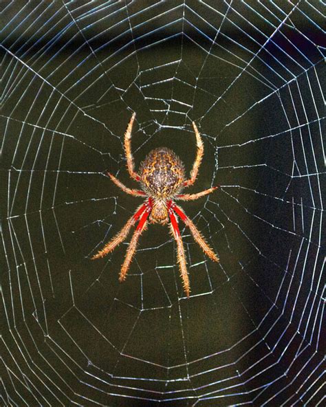 arachnology - Help me identify this spider from my garden - Biology Stack Exchange