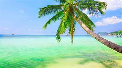 Hd Pics Photos Attractive Best Beach Coconut Tree Blue - Coconut Tree ...