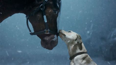 Budweiser’s Clydesdales back in Super Bowl ad this year with puppies in tow - masslive.com