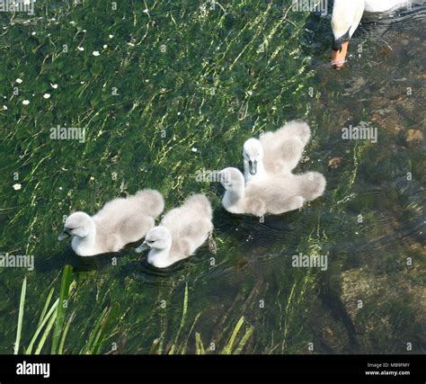 Swan and cygnets swimming Stock Photo - Alamy