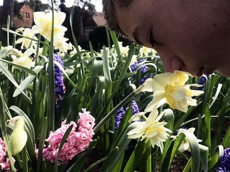 Hay fever stock photo image of a young boy smelling flower… | Flickr