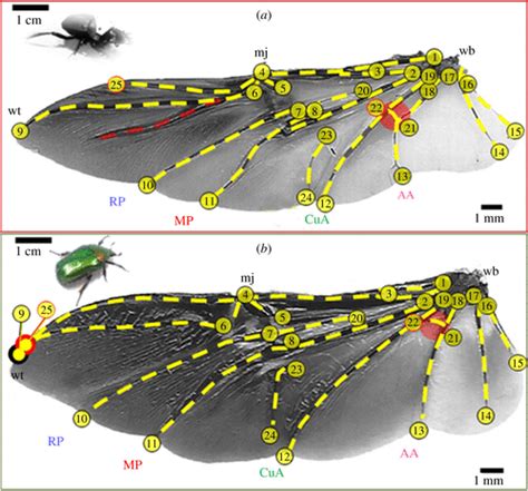 Beetle Wings Anatomy