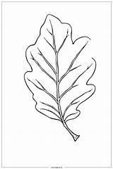Single Oak Leaf 2 Coloring Page Free PDF&ampPNG Printable sketch template