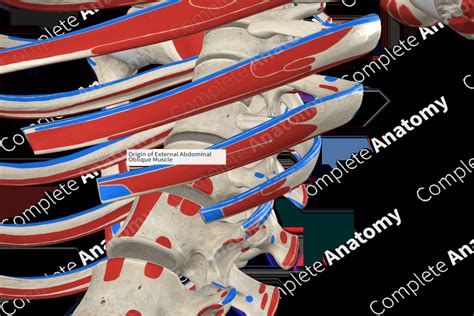 Origin of External Abdominal Oblique Muscle | Complete Anatomy