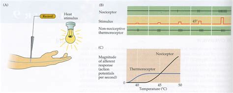 Pain and Temperature Sensations