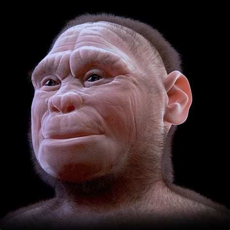 ATOR: Homo floresiensis