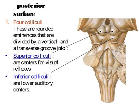 Midbrain And Cerebellum