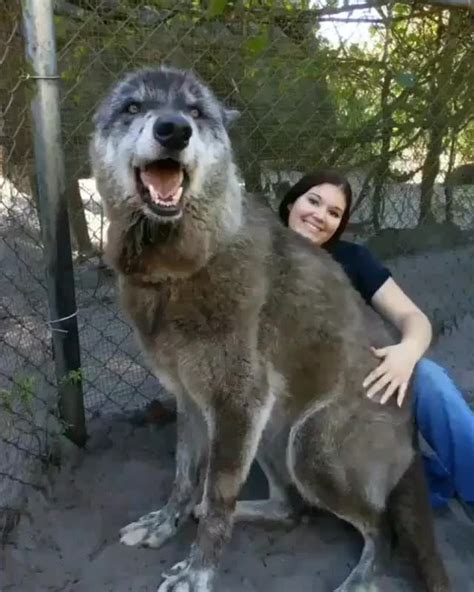 Found the "dire wolf" from Skinwalker Ranch.... : r/LPOTL