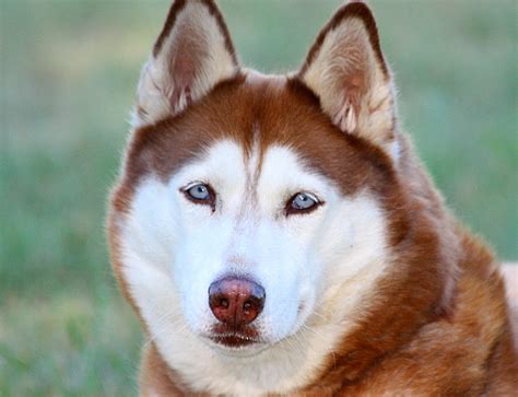 Facts About the Siberian Husky: An Excellent Dog Breed - PetHelpful