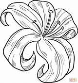 Collection Of Lily Coloring Pages  Free Printable sketch template