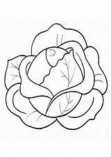 Cabbage Coloring Pages sketch template