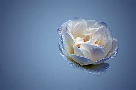 Blue And White Rose Free Stock Photo - Public Domain Pictures