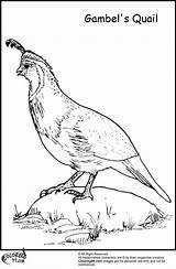Quail Family Coloring Page sketch template