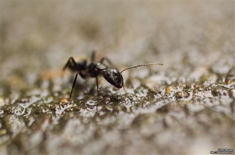 Ant Macro | Photography | maxisaweso.me | Photography By Max Morgan.