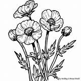 Buttercup Coloring Pages  Free & Printable sketch template