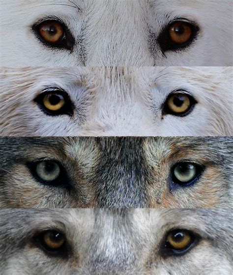 Can Wolf Dogs Have Blue Eyes