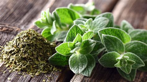 5 Oregano Health Benefits You Probably Didn't Know - Living Villa Cappelli