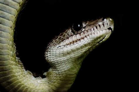 Snake - Animals Free Stock Photo - Public Domain Pictures