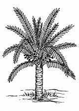 Date Palm Tree Sheet Coloring Pages sketch template