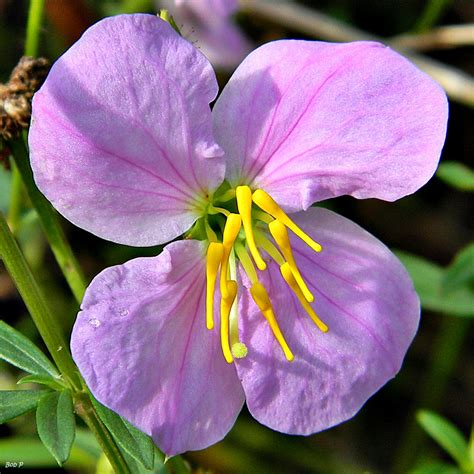 Rhexia mariana (Maryland Meadow Beauty, Pale Meadow Beauty) | North Carolina Extension Gardener ...