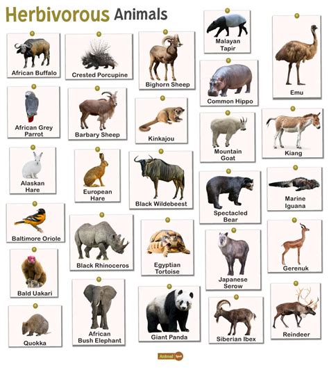 Herbivorous Animals – Facts, List, Pictures