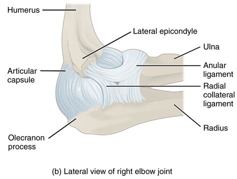 Elbow Joint – Anatomy of the Upper Extremity | Lecturio