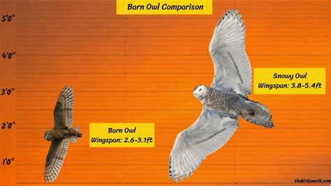 Barn Owl Size: How Big Are They Compared To Others?