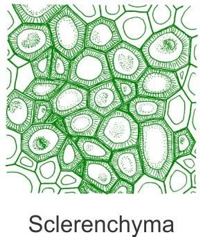 PICTURES OF PARENCHYMA COLLENCHYMA SCLERENCHYMA UNDER MICROSCOPE ...