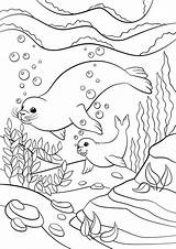 Cute Seal Coloring Pages At Erin Campos Blog sketch template