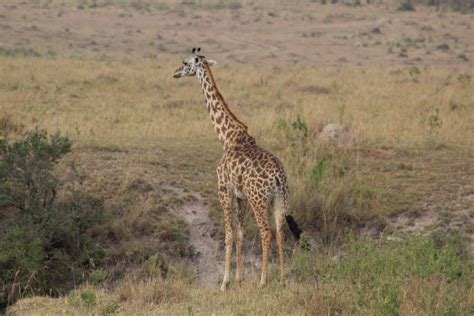 Definitive Guide To Masai Giraffe Facts, Habitat, Conservation Status ...