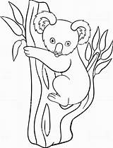 Koala Coloring Pages Cute Eucalyptus Bear Leaves Baby Drawing Cartoon  sketch template