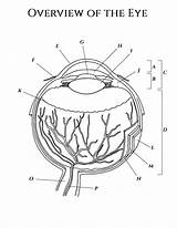 Eye Anatomy Coloring Page sketch template