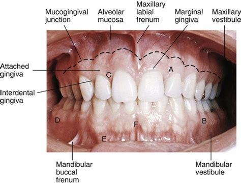 5: Orofacial Complex: Form and Function | Pocket Dentistry